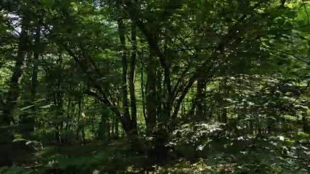 Bosque verde con árboles durante el día — Vídeos de Stock