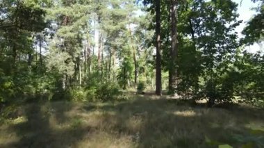 Gündüzleri ağaçlı yeşil orman