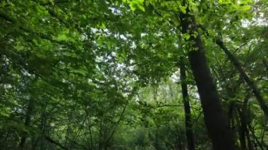 Gündüzleri ağaçlı yeşil orman