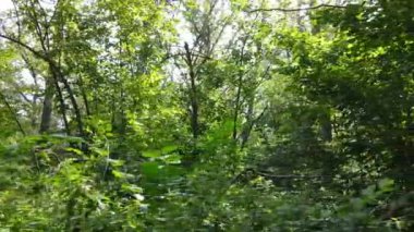 Gündüzleri ağaçlı yeşil orman