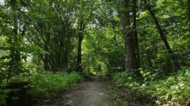 Gündüzleri ağaçlı yeşil orman