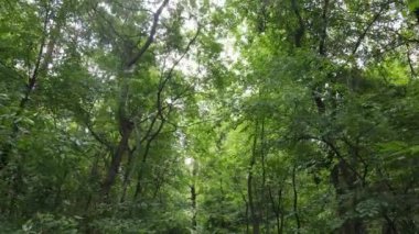 Gündüzleri ağaçlı yeşil orman
