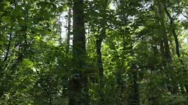 Gündüzleri ağaçlı yeşil orman