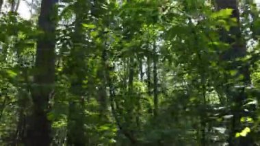 Gündüzleri ağaçlı yeşil orman