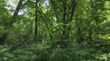 Gündüzleri ağaçlı yeşil orman