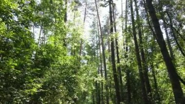 Gündüzleri ağaçlı yeşil orman