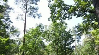 Gündüzleri ağaçlı yeşil orman