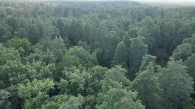 Gündüzleri ağaçlı yeşil orman