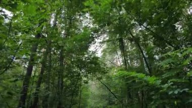 Gündüzleri ağaçlı yeşil orman