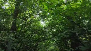 Gündüzleri ağaçlı yeşil orman