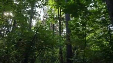 Gündüzleri ağaçlı yeşil orman