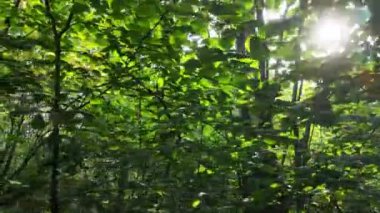 Gündüzleri ağaçlı yeşil orman