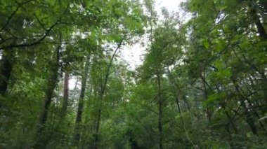 Gündüzleri ağaçlı yeşil orman