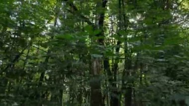 Gündüzleri ağaçlı yeşil orman