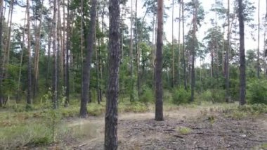 Gündüzleri ağaçlı yeşil orman