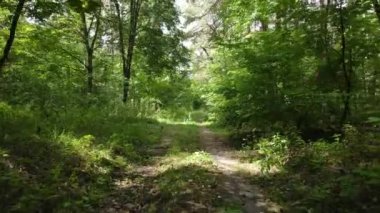 Gündüzleri ağaçlı yeşil orman