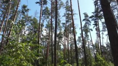 Gündüzleri ağaçlı yeşil orman