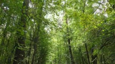 Gündüzleri ağaçlı yeşil orman