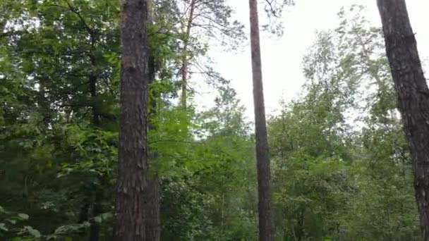 Зеленый лес с деревьями днем — стоковое видео
