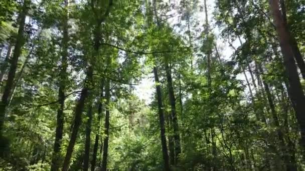 Zelený les se stromy ve dne — Stock video