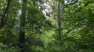 Gündüzleri ağaçlı yeşil orman