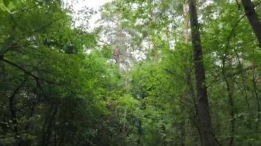 Gündüzleri ağaçlı yeşil orman