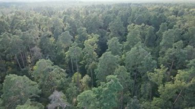 Gündüzleri ağaçlı yeşil orman