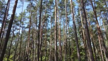 Gündüzleri ağaçlı yeşil orman