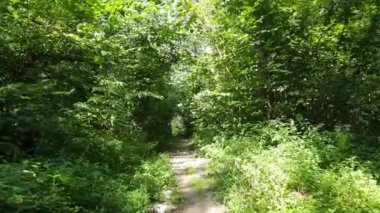 Gündüzleri ağaçlı yeşil orman