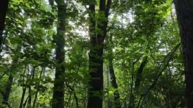 Gündüzleri ağaçlı yeşil orman