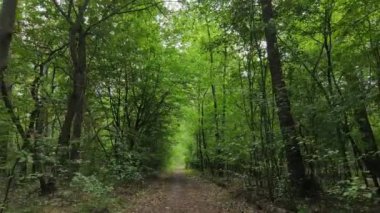 Gündüzleri ağaçlı yeşil orman