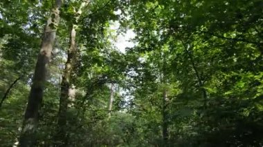 Gündüzleri ağaçlı yeşil orman