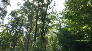 Gündüzleri ağaçlı yeşil orman