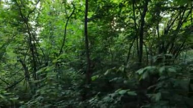 Gündüzleri ağaçlı yeşil orman