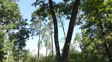 Gündüzleri ağaçlı yeşil orman