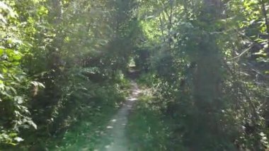 Gündüzleri ağaçlı yeşil orman