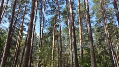 Gündüzleri ağaçlı yeşil orman