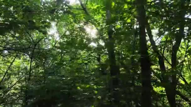 Grön skog med träd på dagen — Stockvideo