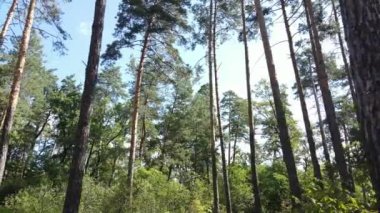 Gündüzleri ağaçlı yeşil orman