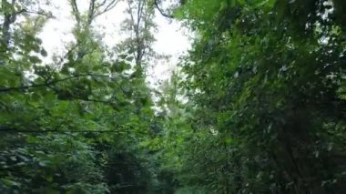 Gündüzleri ağaçlı yeşil orman