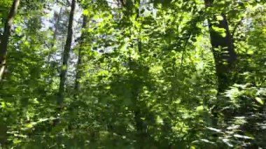 Gündüzleri ağaçlı yeşil orman