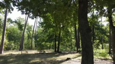 Gündüzleri ağaçlı yeşil orman