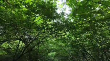 Gündüzleri ağaçlı yeşil orman