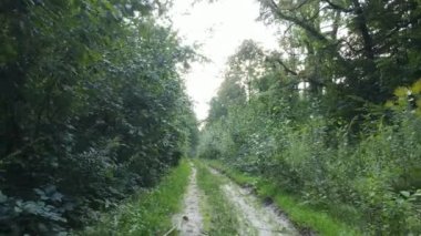 Gündüzleri ağaçlı yeşil orman