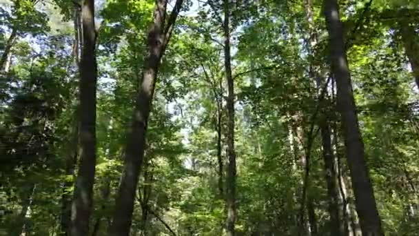 Groen bos met bomen overdag — Stockvideo