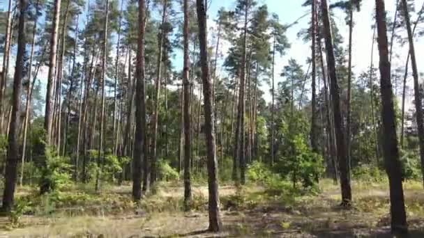 Grön skog med träd på dagen — Stockvideo