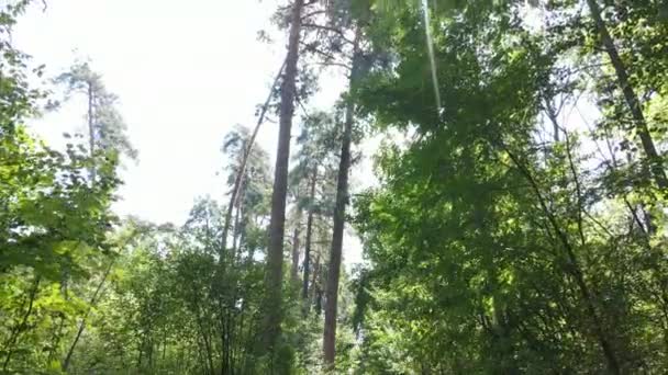 Groen bos met bomen overdag — Stockvideo