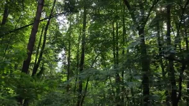 Bosco verde con alberi di giorno — Video Stock