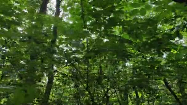 Floresta verde com árvores por dia — Vídeo de Stock