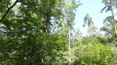 Gündüzleri ağaçlı yeşil orman